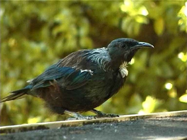 Original image