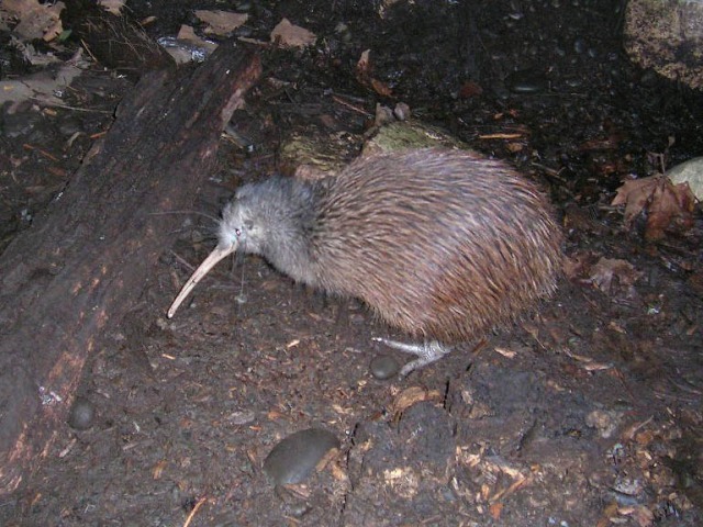 Original image